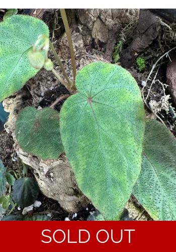 pavonina x sumatra (hybrid)